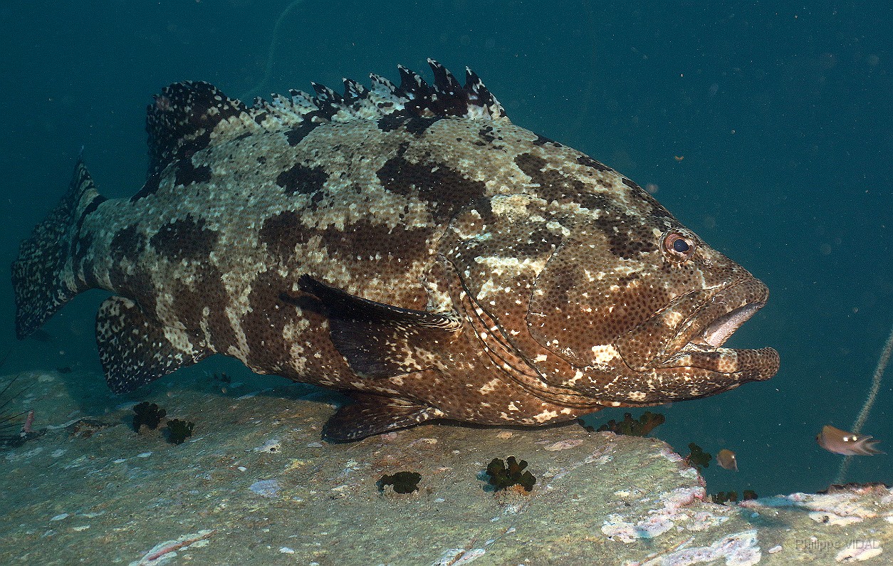 Thailand 2015 - Ko Tao - Merou Marron - Epinephelus fuscoguttatus _IMG_3606_rc.jpg